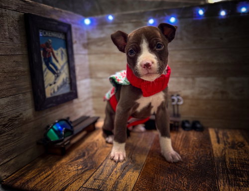 BRECKENRIDGE - Terrier available for adoption