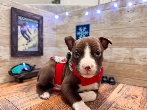 BRECKENRIDGE - Terrier available for adoption