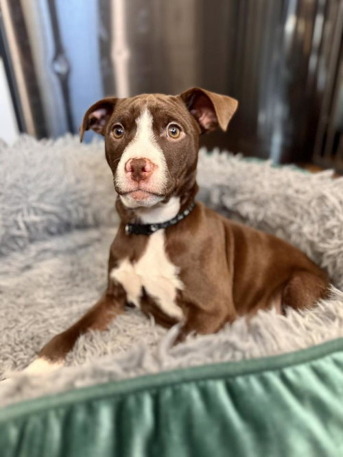 picture of the dog needing adoption