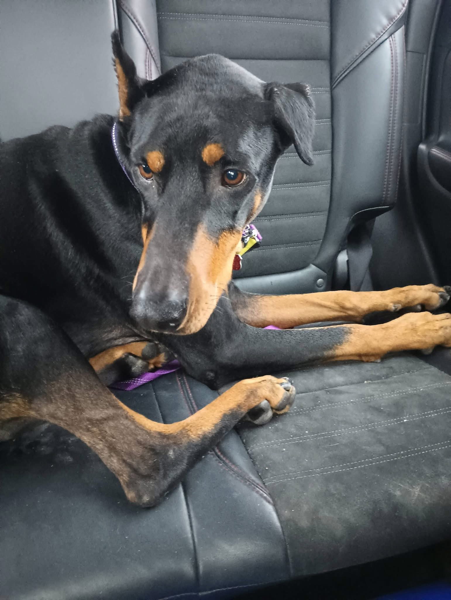 Roo