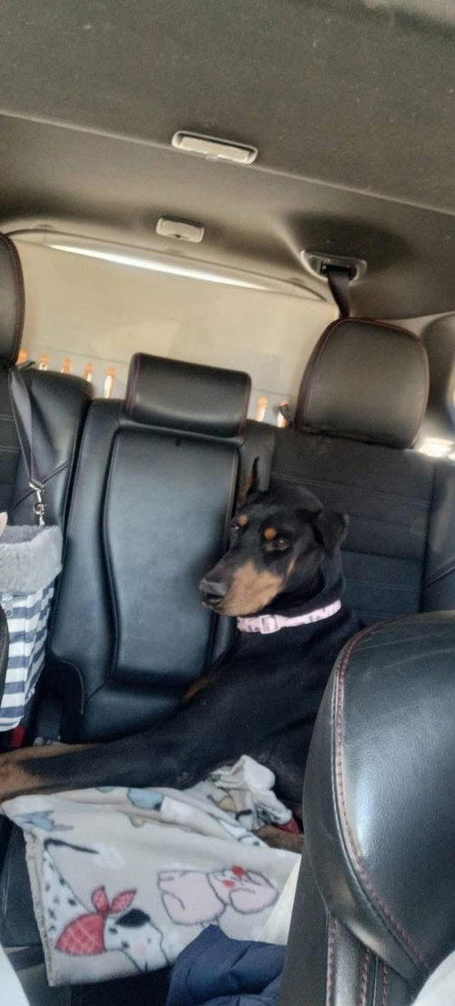 ROO - Doberman Pinscher available for adoption