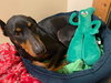 Roo - Photo 4