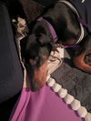 Roo - Photo 6