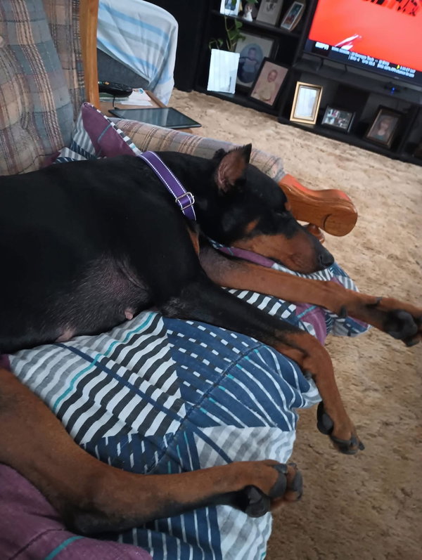 Roo