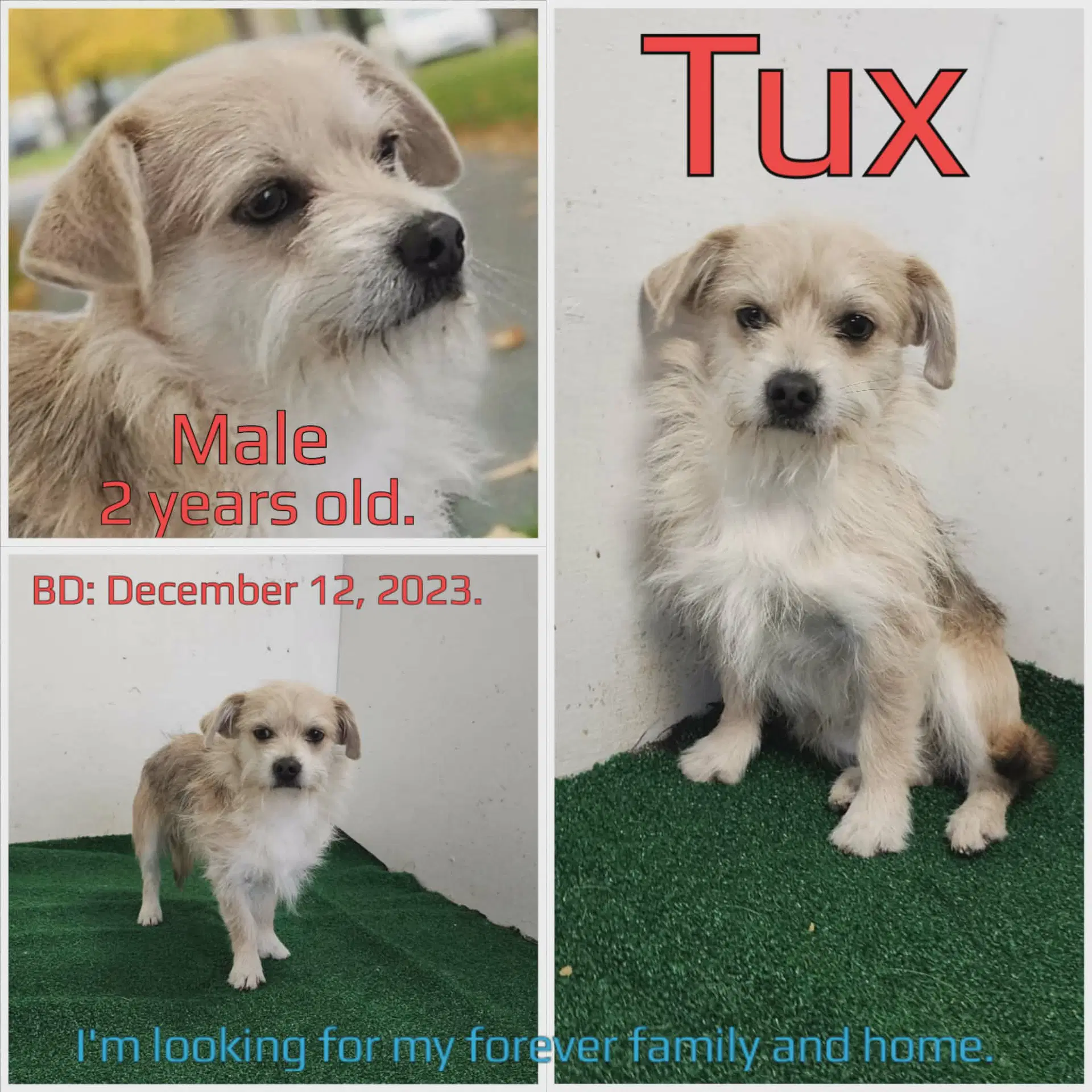 Tux - Terrier