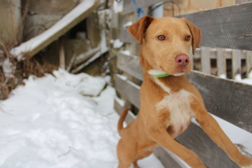 picture of the dog needing adoption