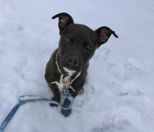 Spock, an adoptable Pit Bull Terrier in New London, WI