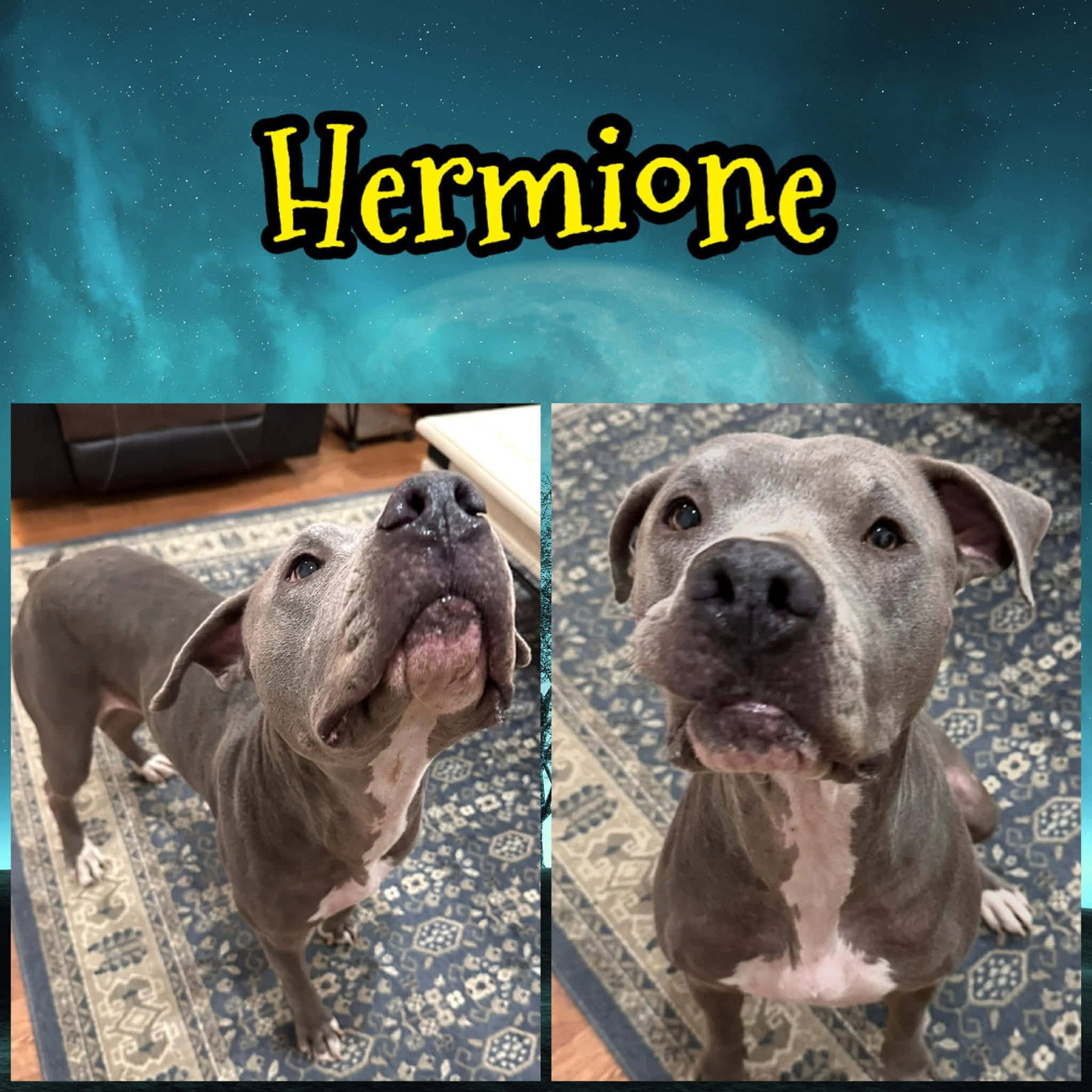 Hermoine