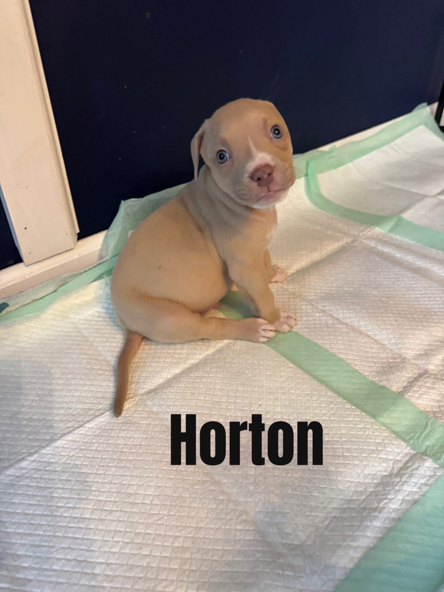 Horton