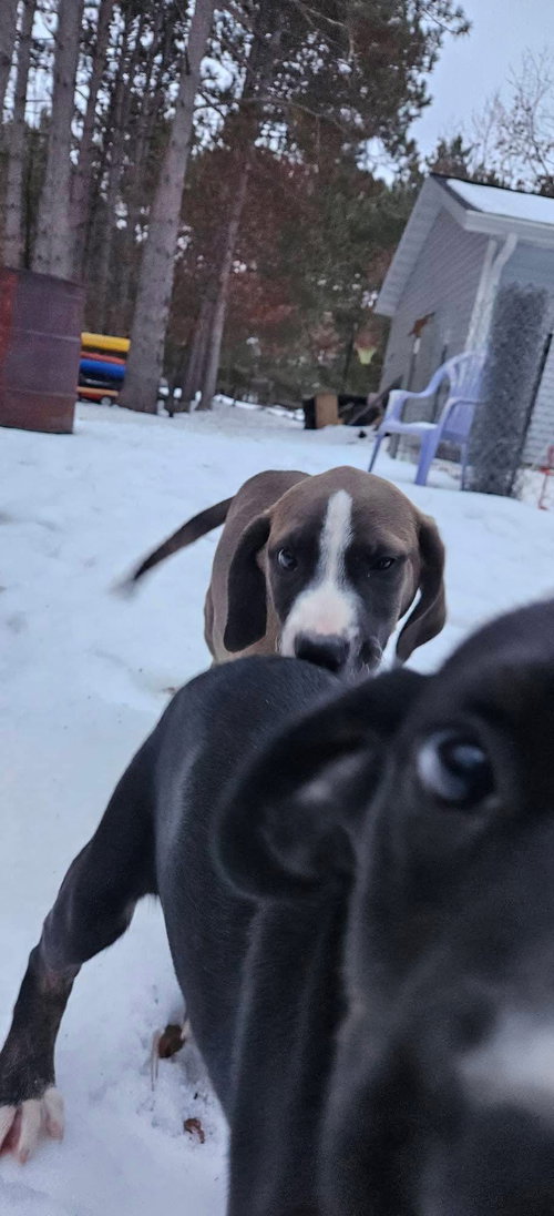 picture of the dog needing adoption
