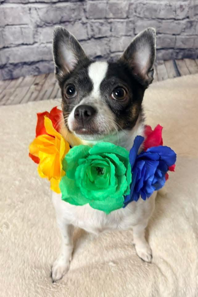 Nala