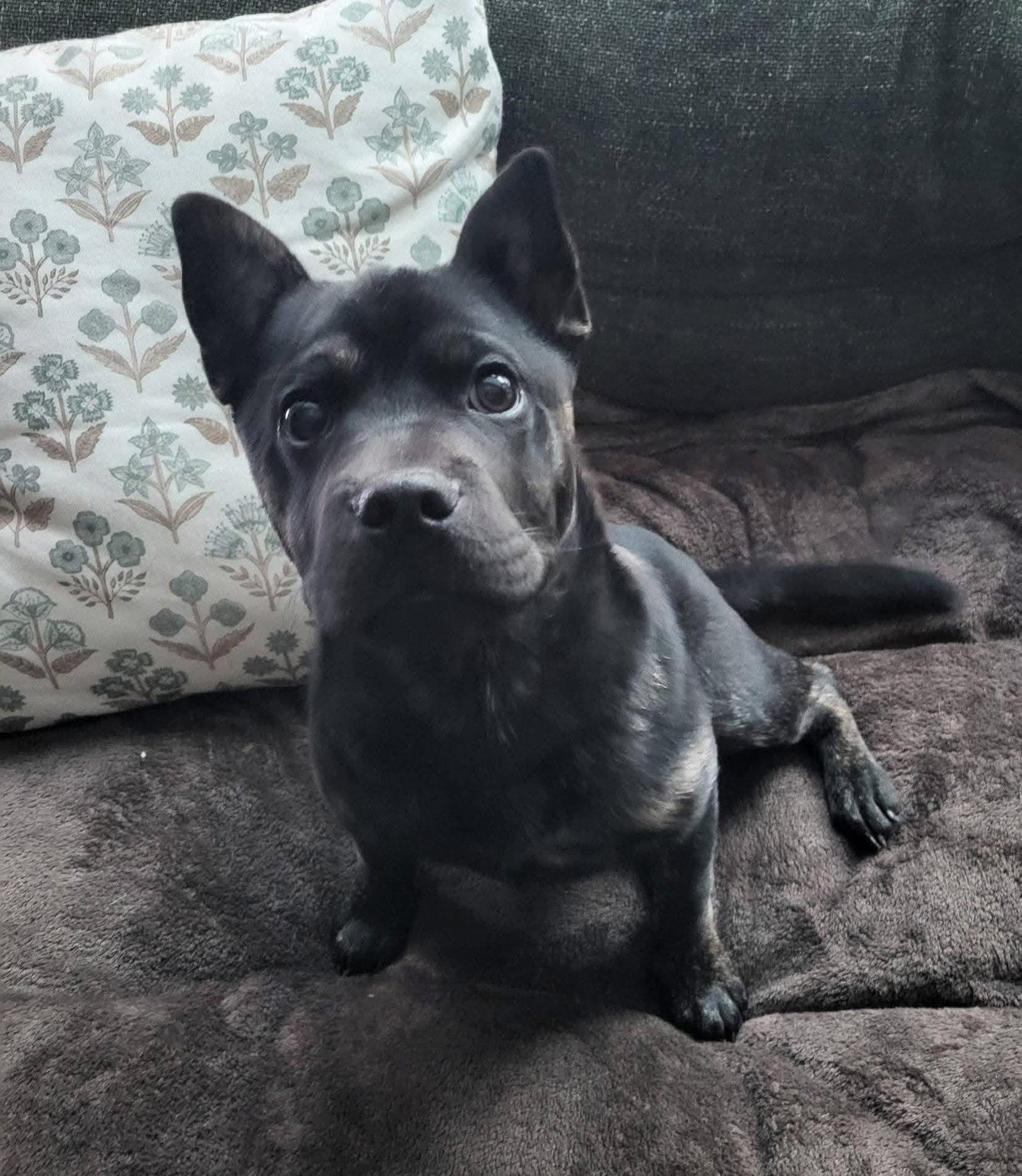 Taz