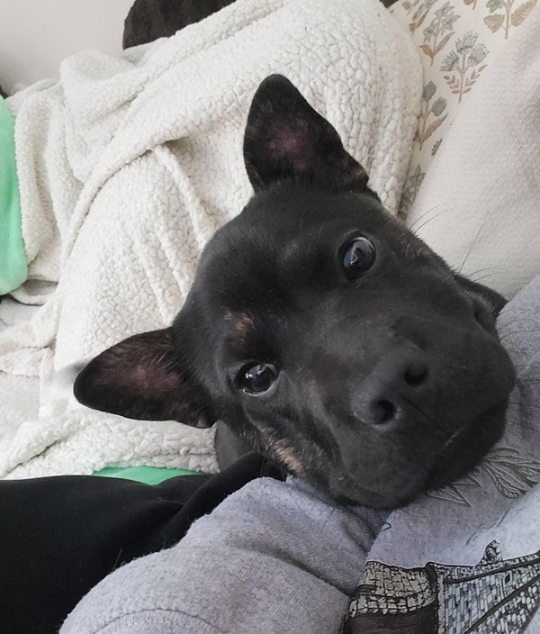 Taz