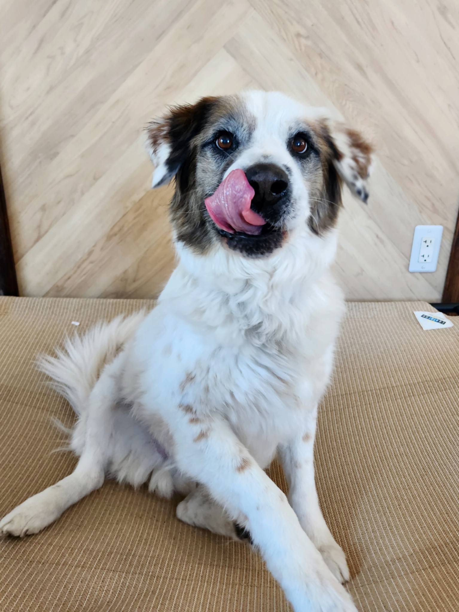 Auggie