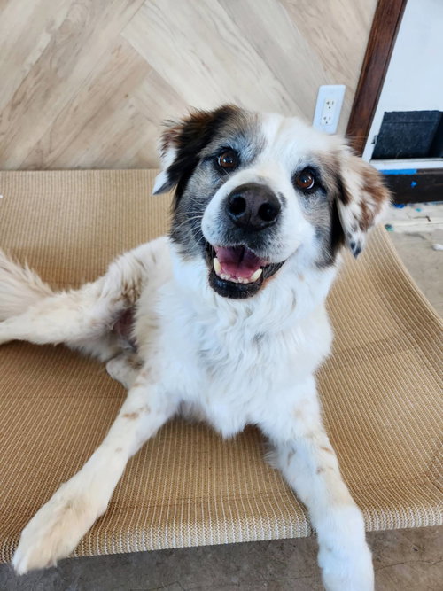 picture of the dog needing adoption
