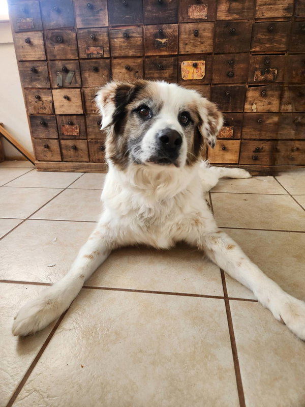 Auggie