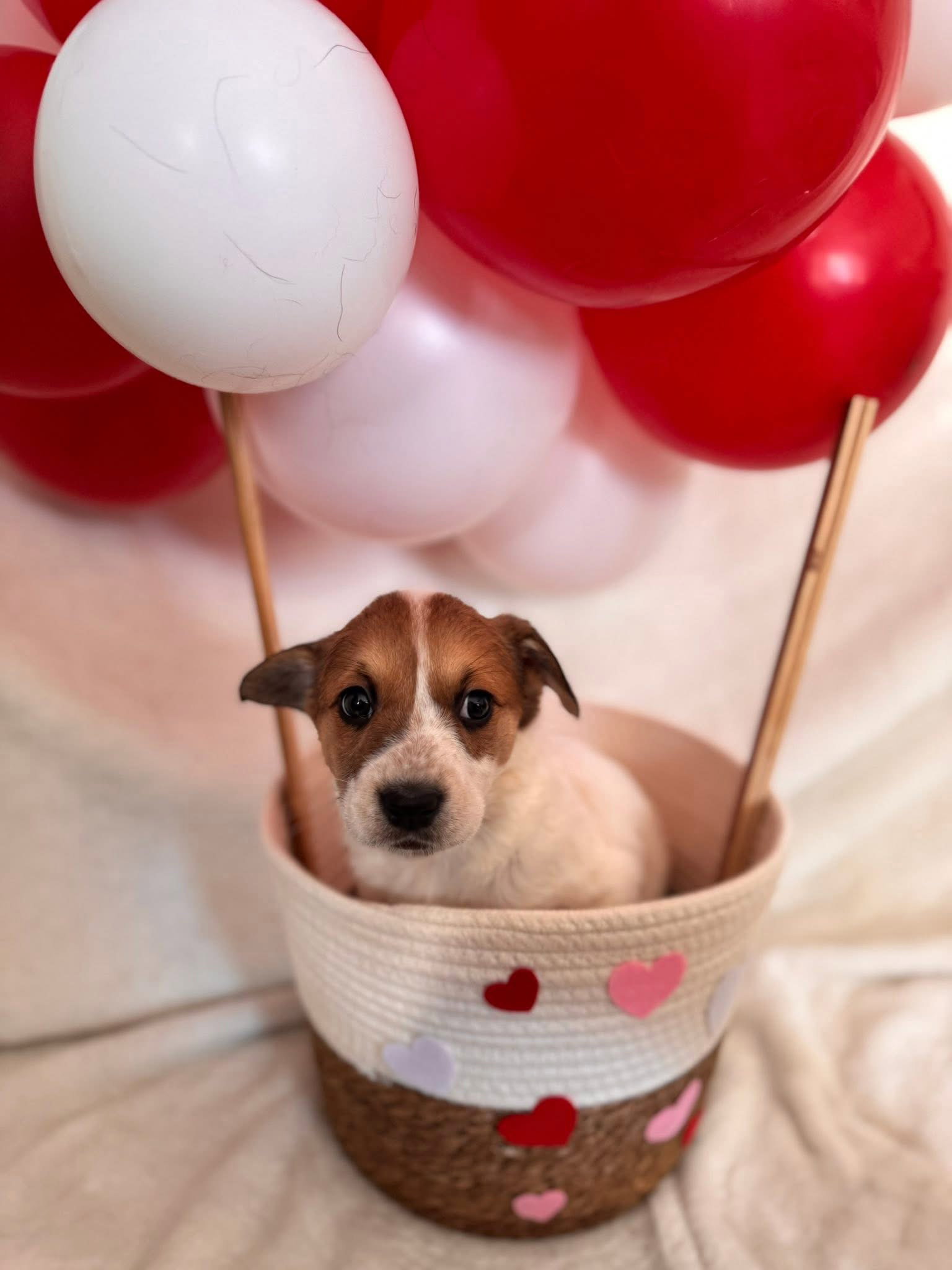Cupid