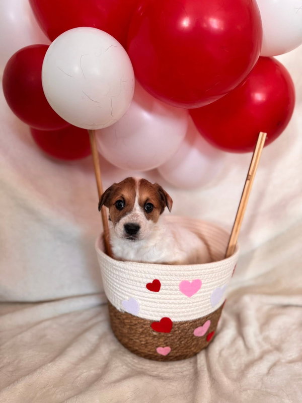 Cupid