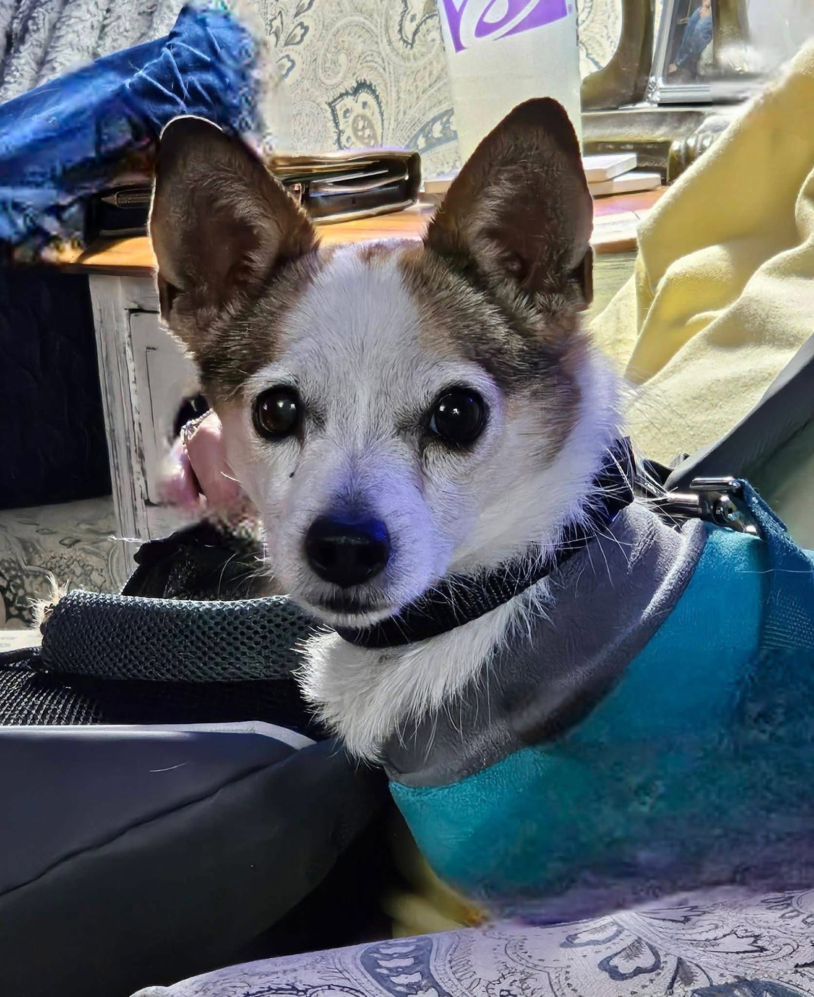 Skipper