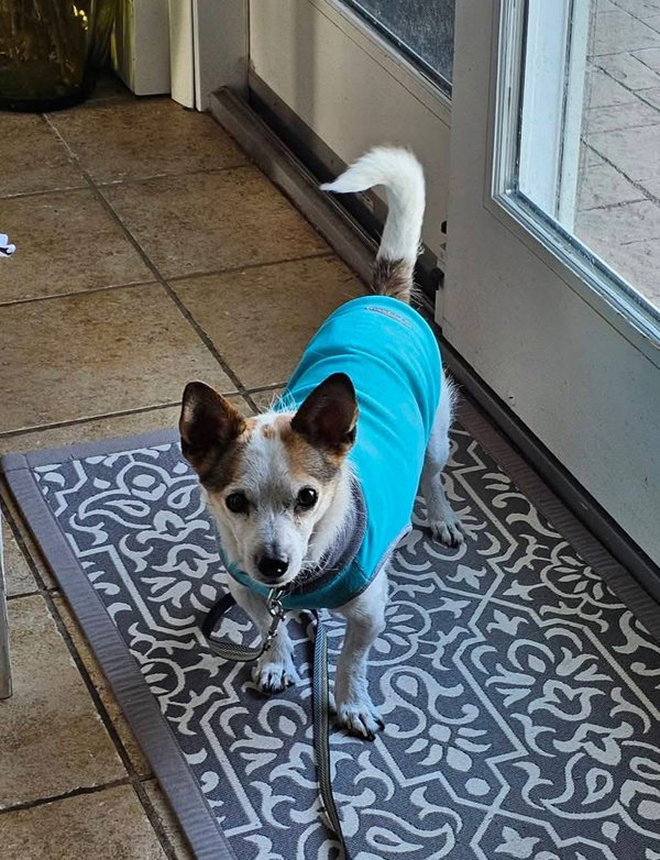 Skipper