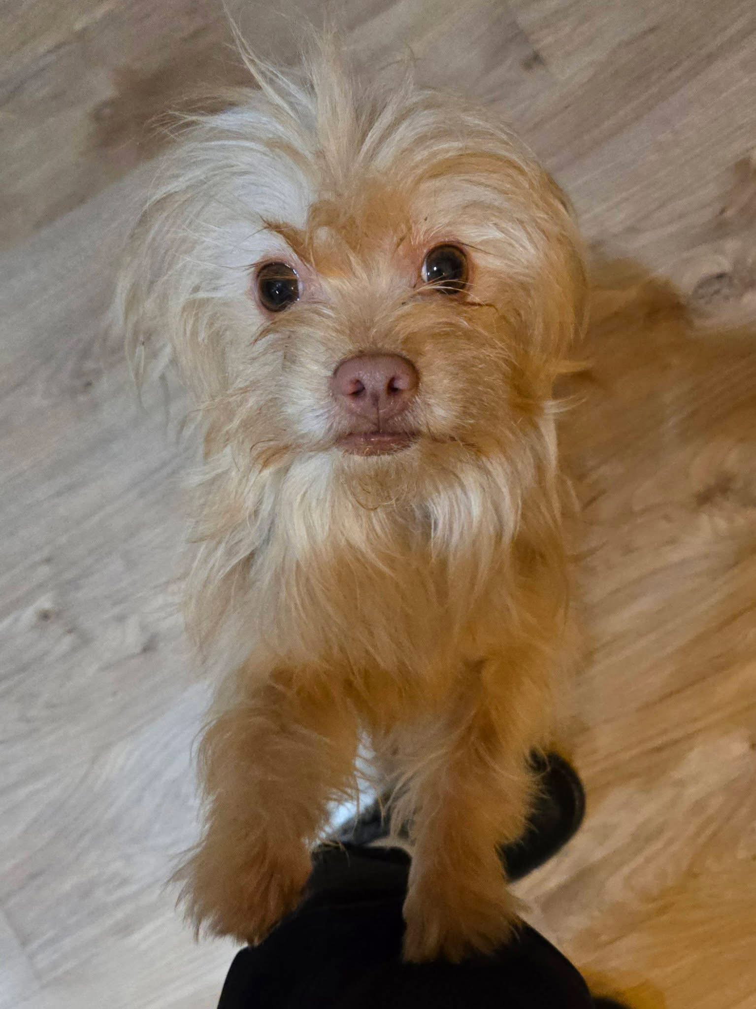 Wookie