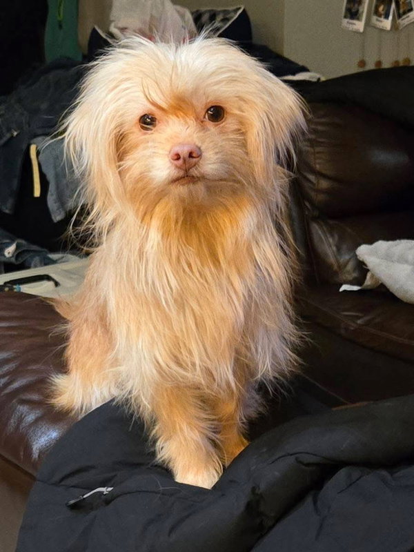 Wookie