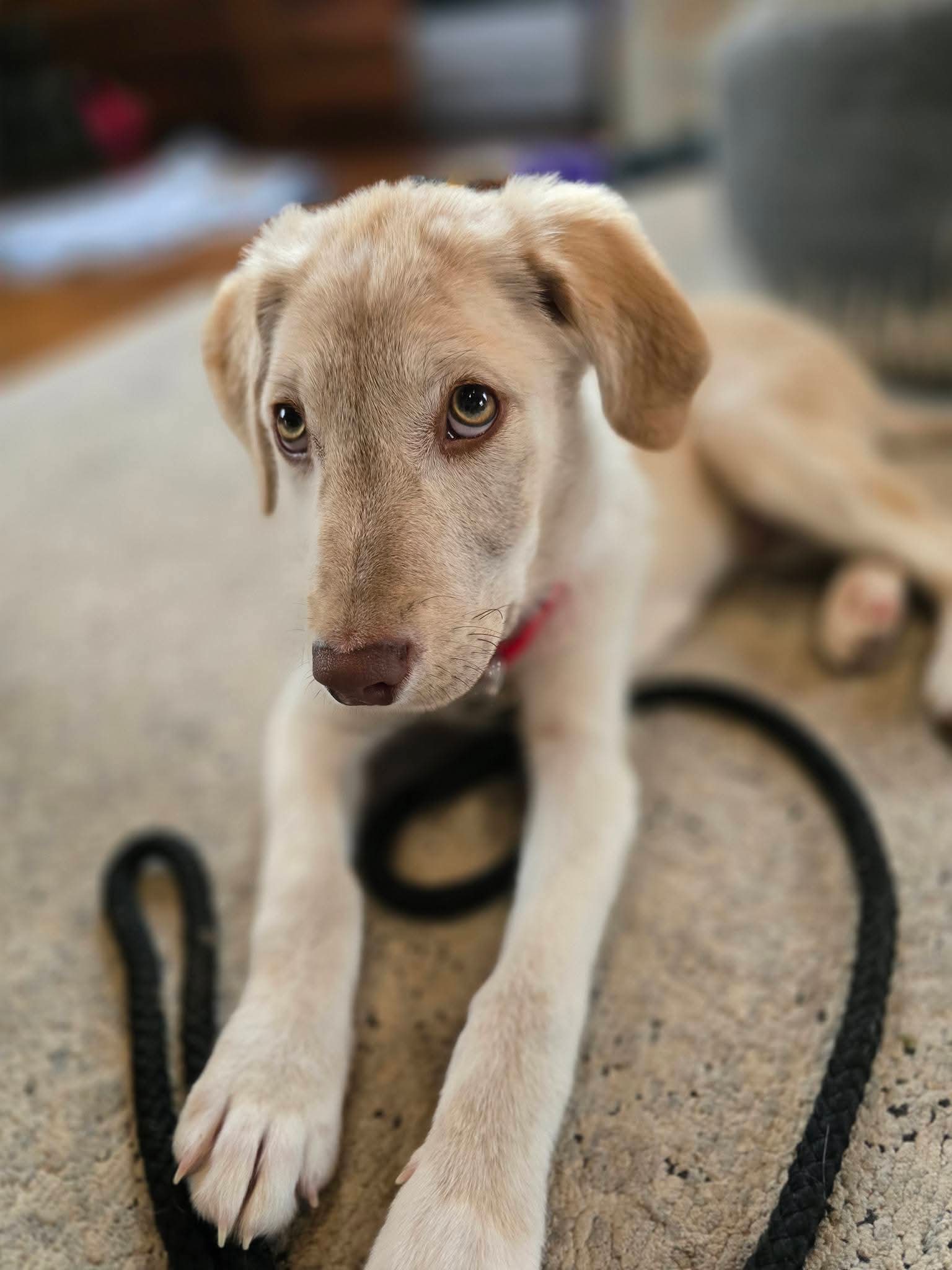 Rudy Image