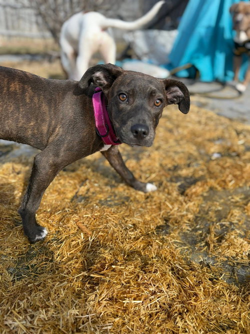 picture of the dog needing adoption