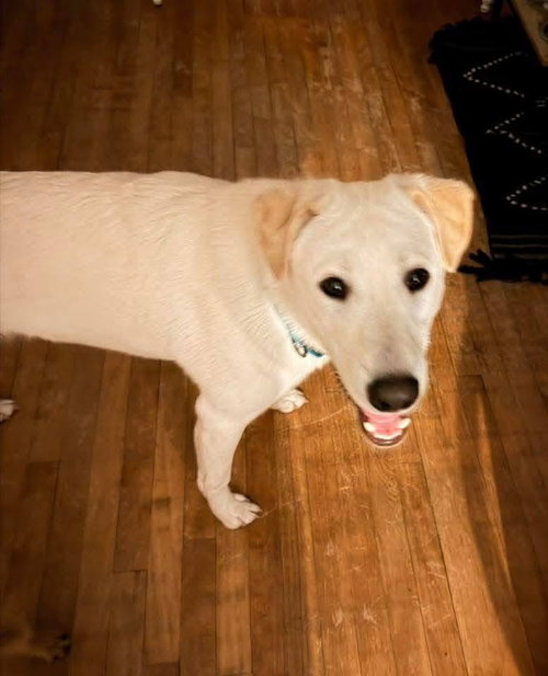 picture of the dog needing adoption