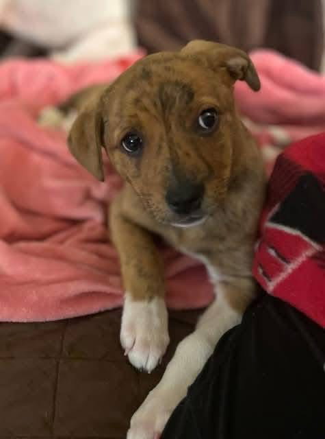 picture of the dog needing adoption