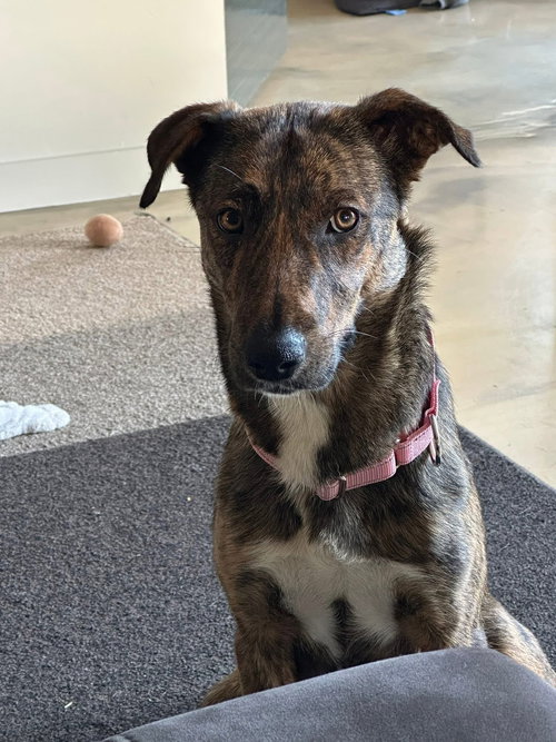picture of the dog needing adoption