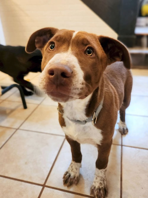 Fitz, an adoptable Terrier in New London, WI