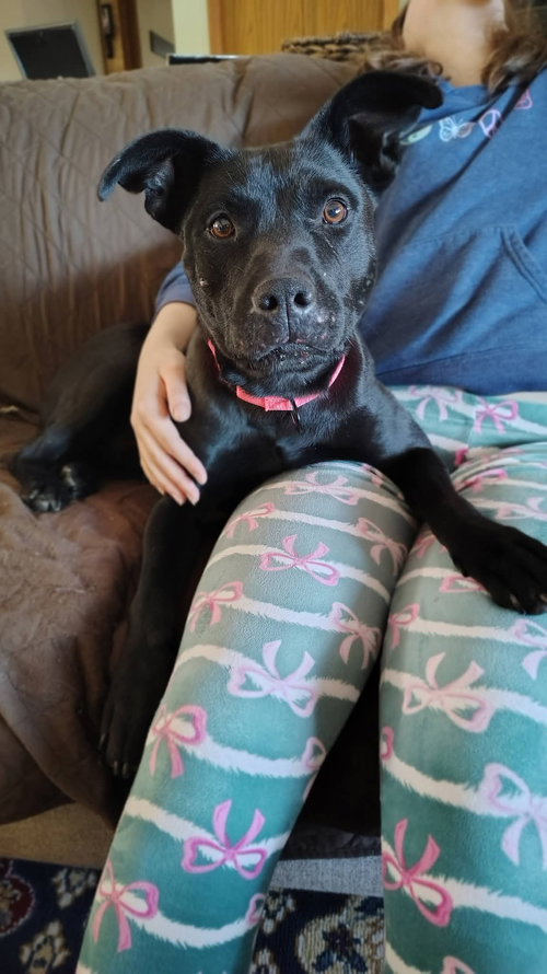 picture of the dog needing adoption