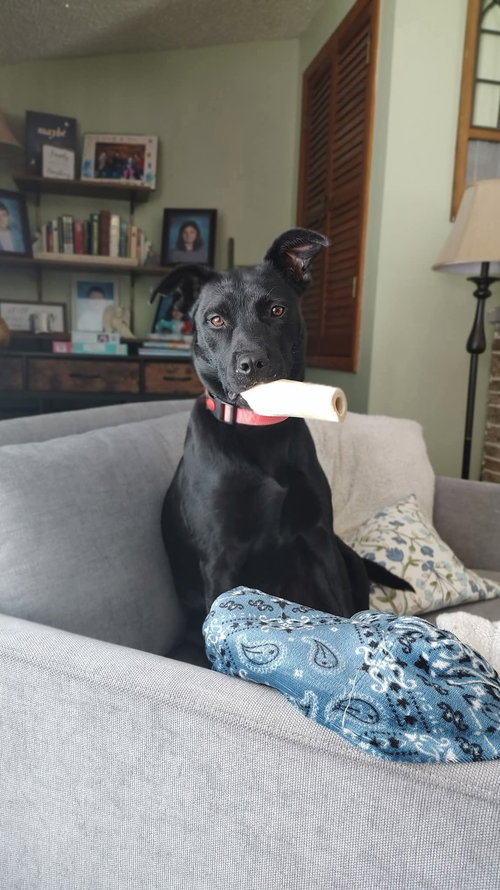 Lady, an adoptable Labrador Retriever in New London, WI