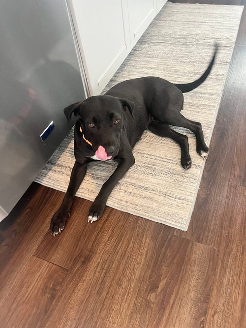 picture of the dog needing adoption