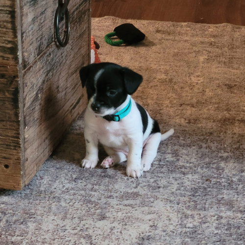 picture of the dog needing adoption