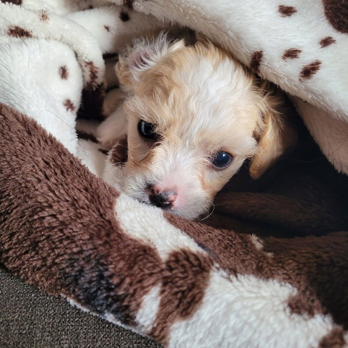 picture of the dog needing adoption