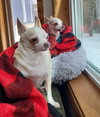 Bonded Pair Milo & Lola - Photo 1