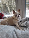 Bonded Pair Milo & Lola - Photo 2