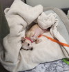 Bonded Pair Milo & Lola - Photo 3