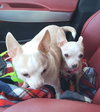 Bonded Pair Milo & Lola - Photo 4