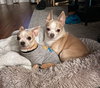 Bonded Pair Milo & Lola - Photo 5