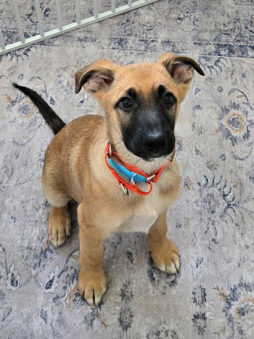 PETER - German Shepherd Dog / Labrador Retriever for adoption in Appleton