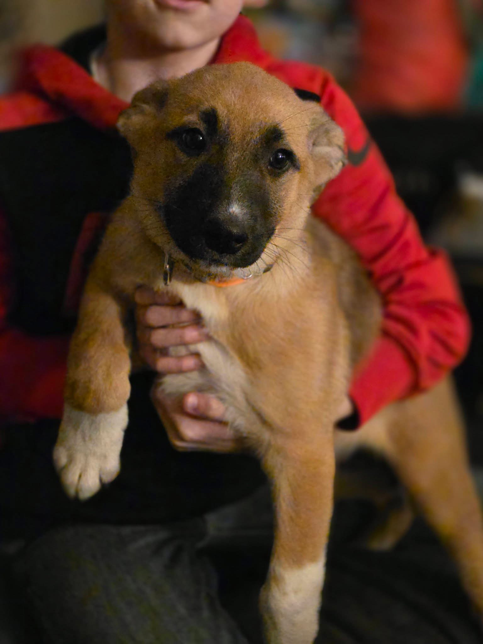 Daffodil