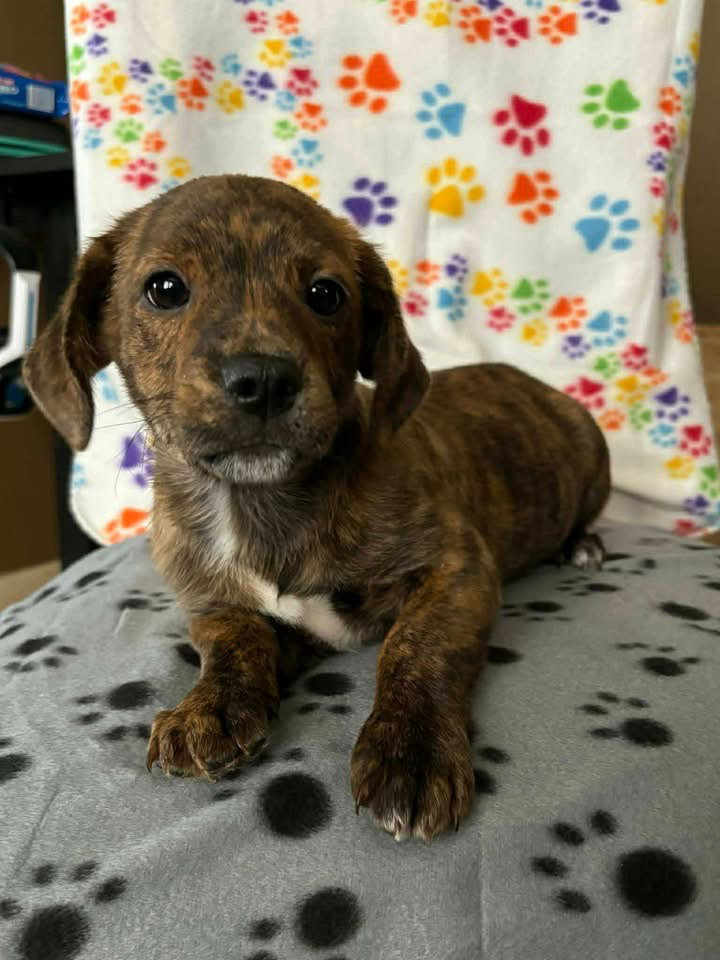 Mocha
