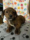 Mocha - Photo 1