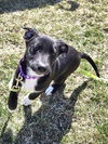 Jelly Bean - Photo 2