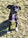 Jelly Bean - Photo 3