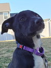 Jelly Bean - Photo 4