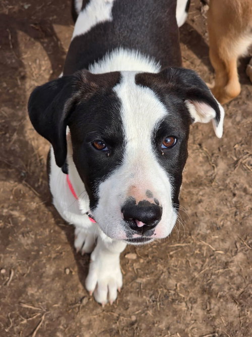Kingsley, an adoptable Pit Bull Terrier in New London, WI
